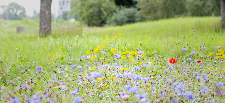 Ängsblommor