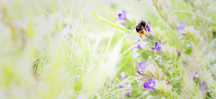 Humla på små blommor.